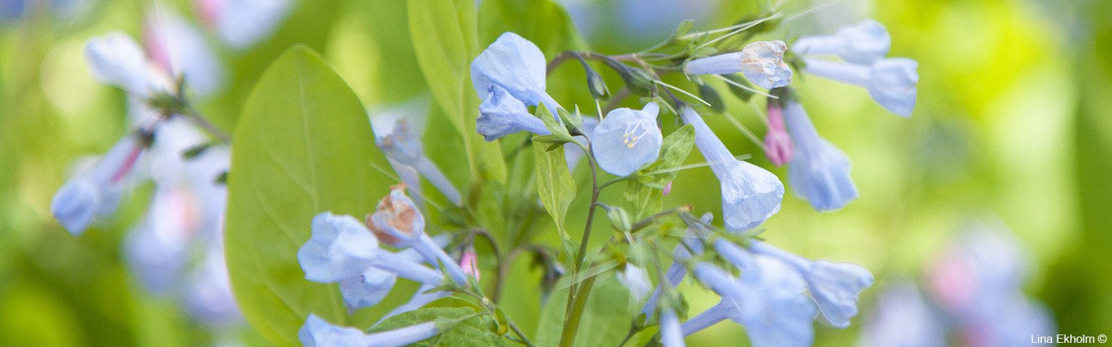 Spring Bluebells