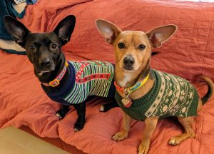 Two sall dogs dressed in holiday sweaters pose on a couch